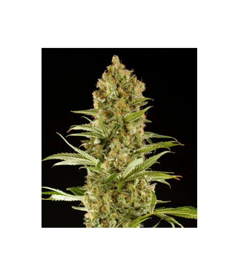 Экспресс Maroc, Фасовка: 5